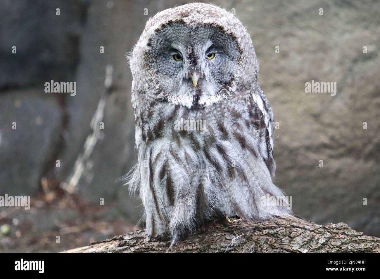 Grey owl (strix nebulosa) Stock Photo
