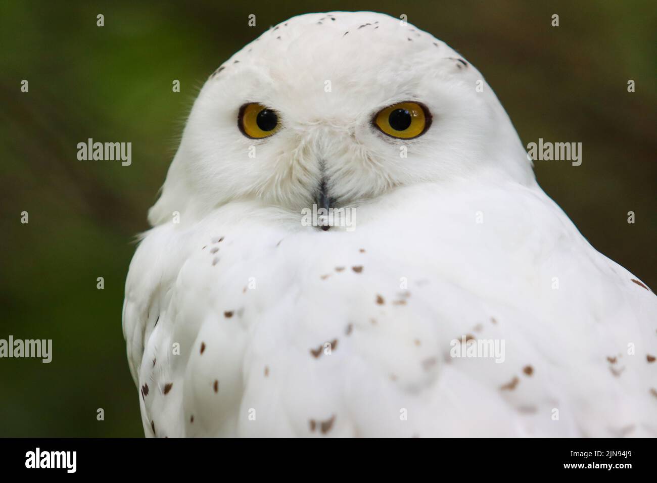 Snow owl look at me Stock Photo