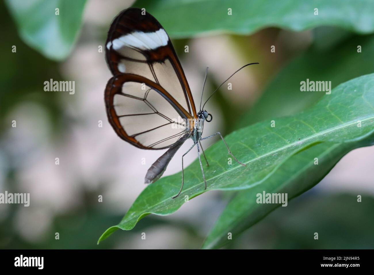 Glass butterfly (Greta Oto) rests on a green leaf. Stock Photo