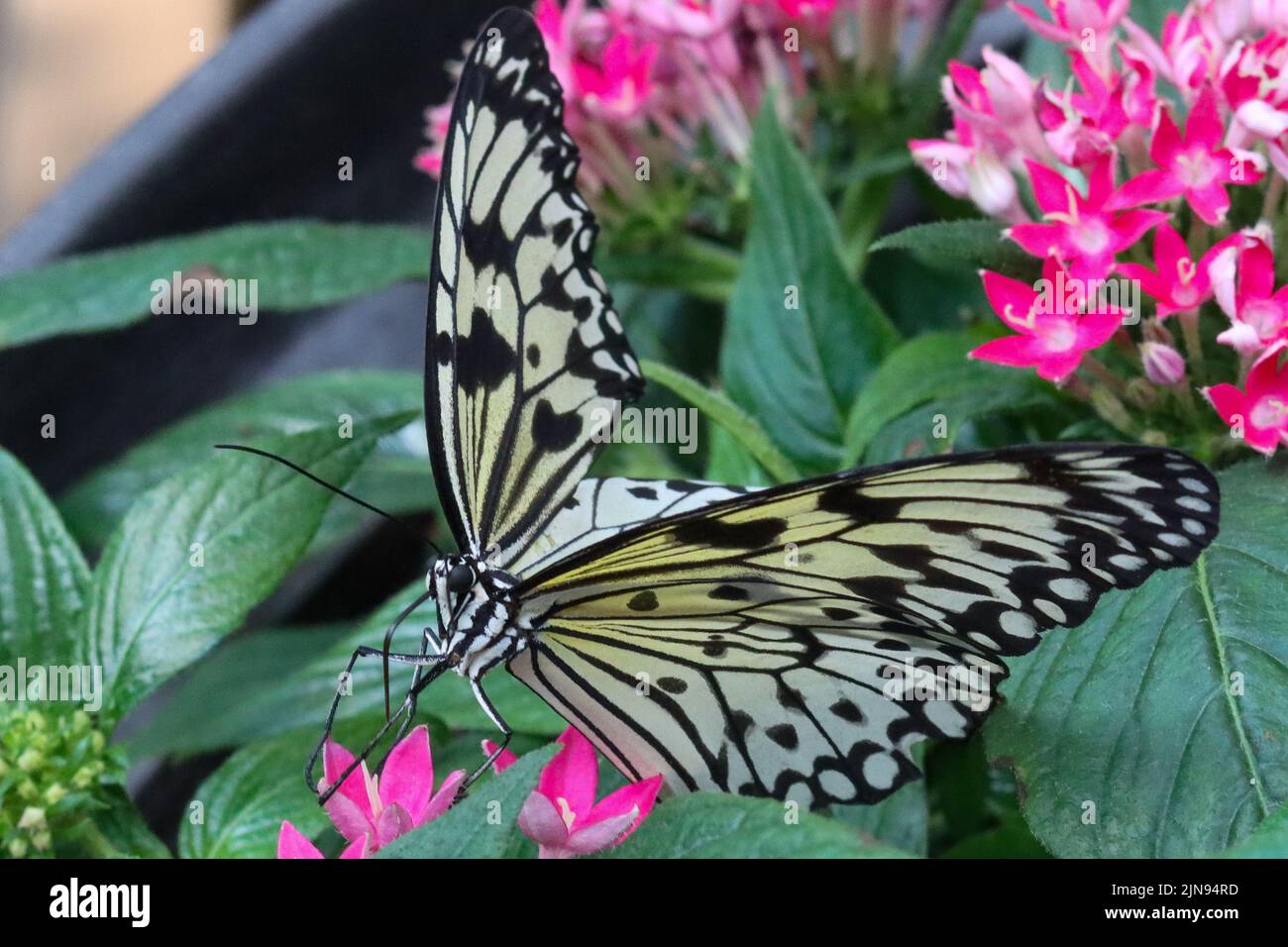 Black and white butterfly rests on a pink flower Stock Photo