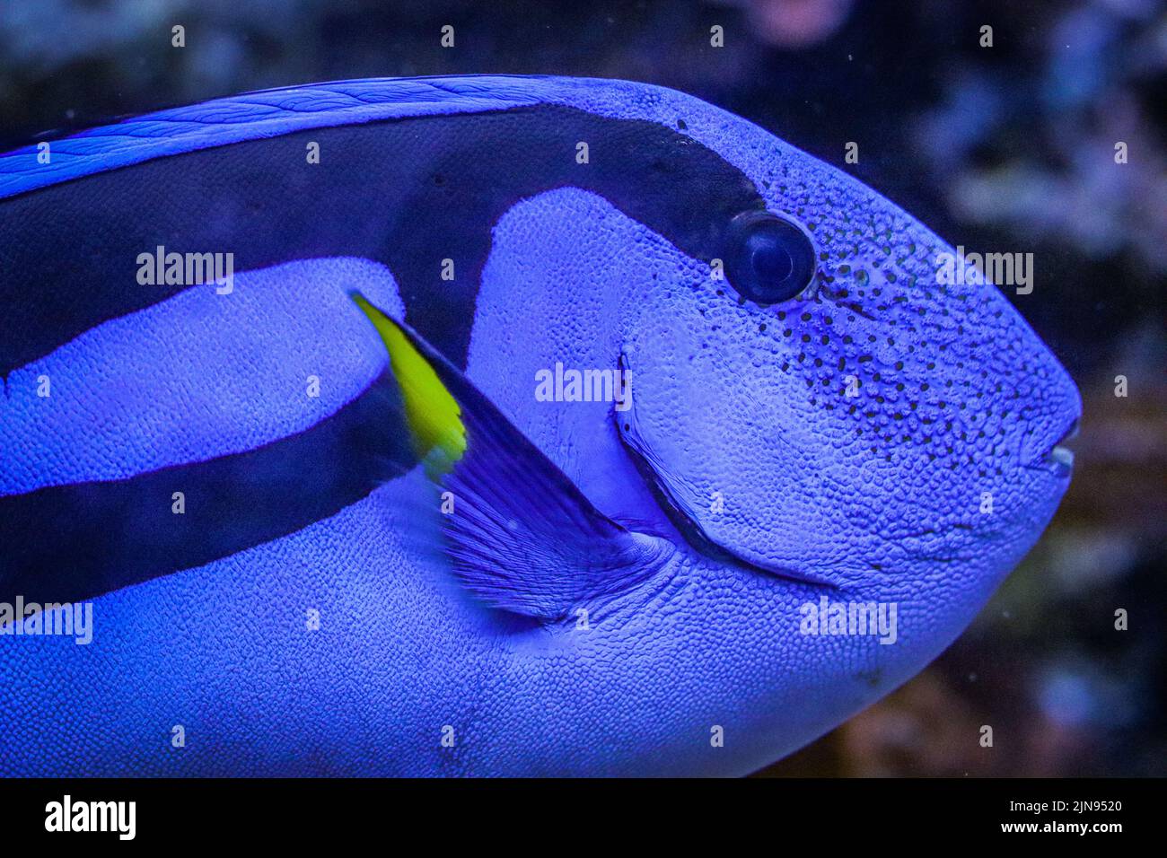 Paracanthurus hepatus fish in Biosphare Potsdam. Stock Photo