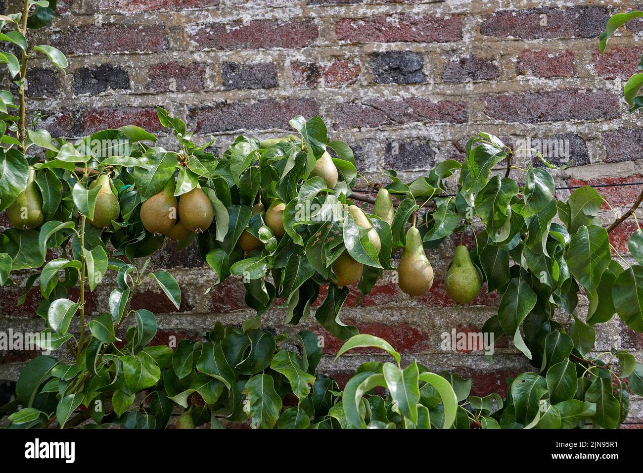 Comice pears (properly Doyenne du Comice) growing in a walled garden summer in East Yorkshire, England, UK, GB. Stock Photo