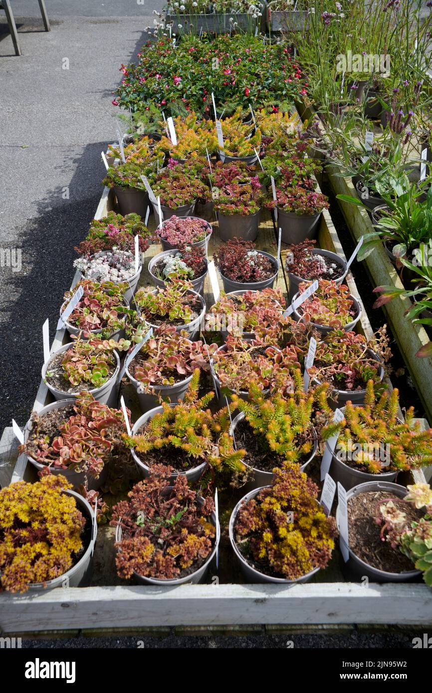 Alpine plants for sale outdoors in the summer in East Yorkshire, England, UK, GB. Stock Photo