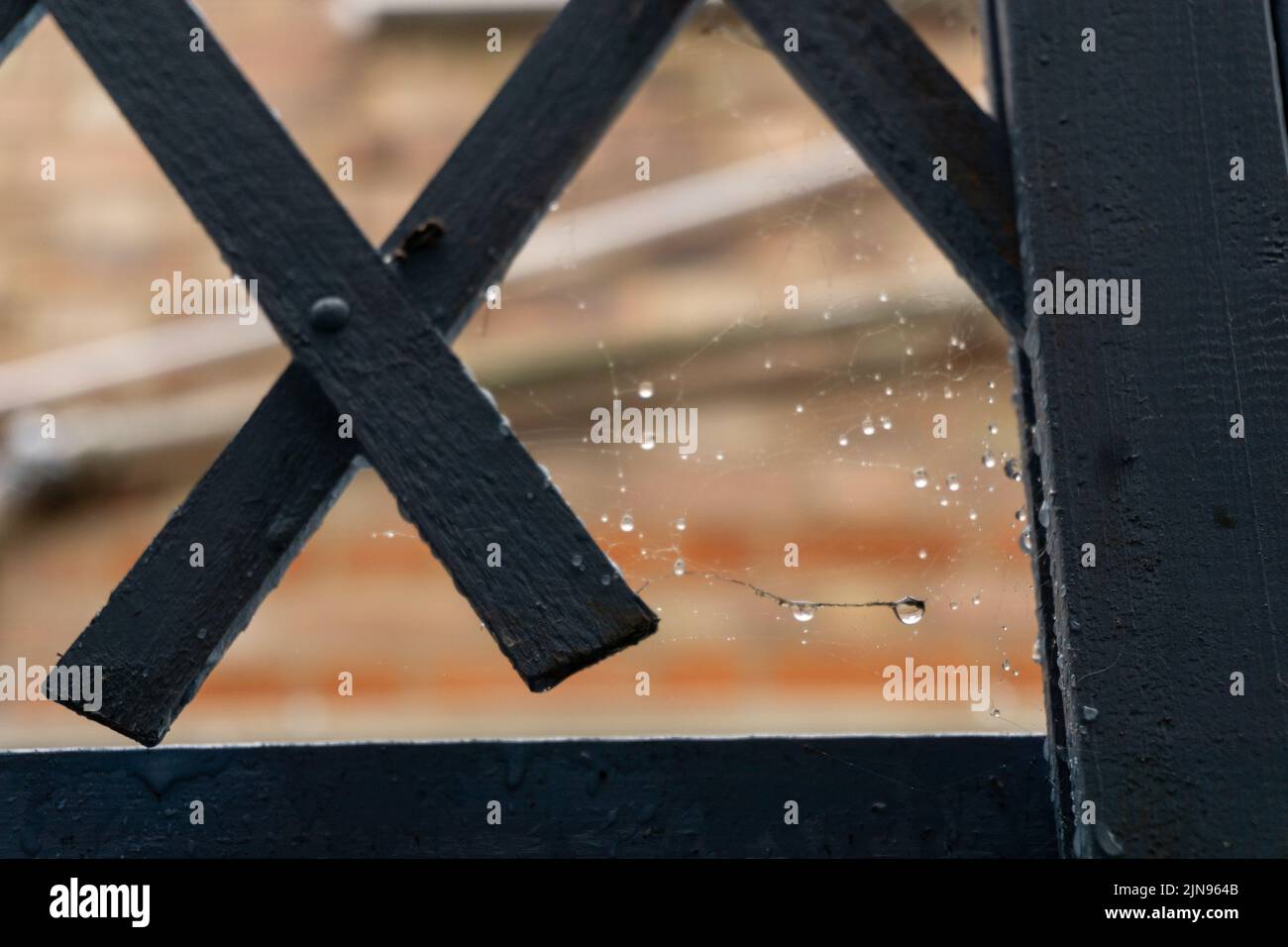 web and raindrops on iron gate Stock Photo