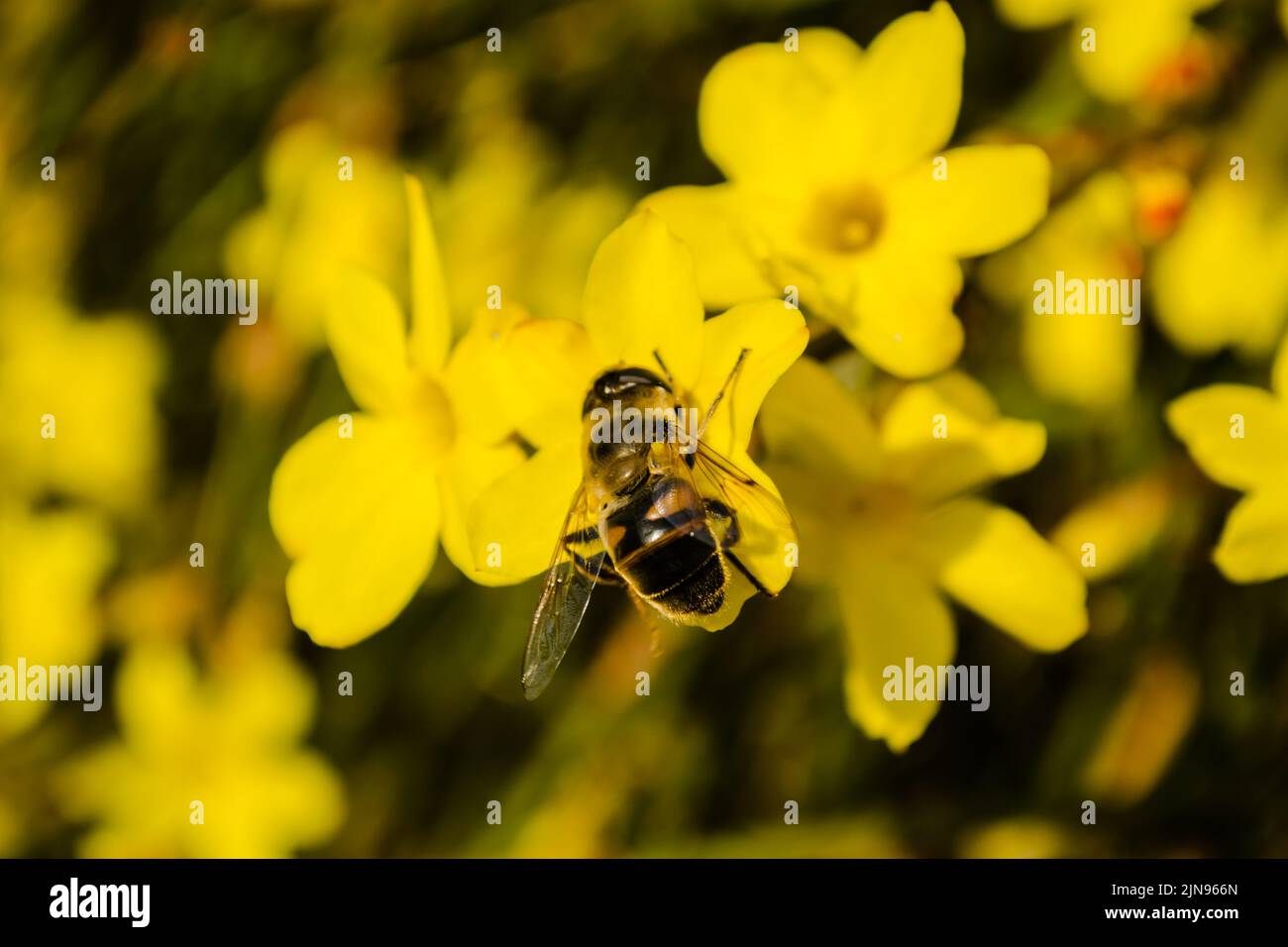 Bees in collecting honey on tiny yellow flowers of winter jasmine