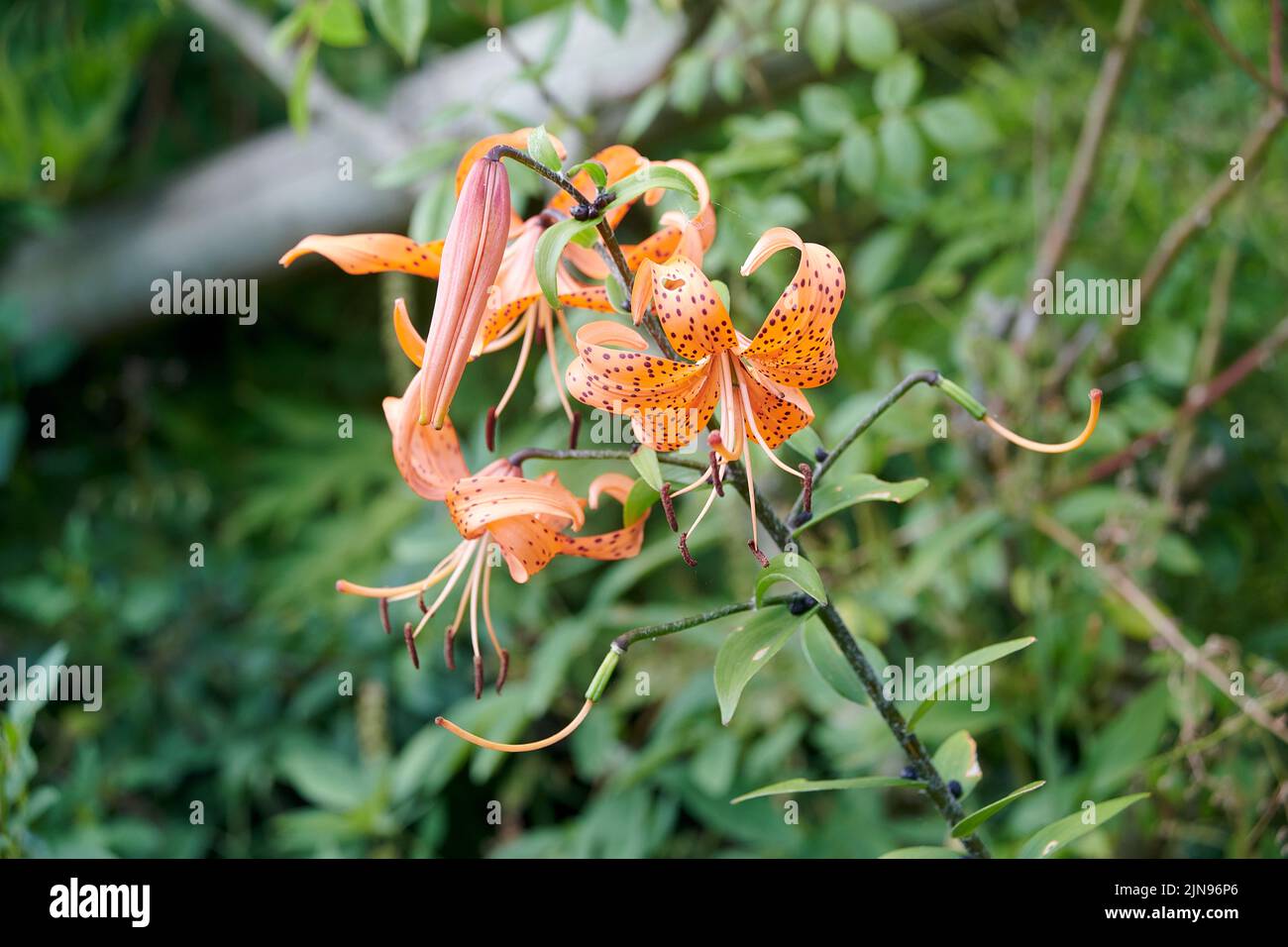 Tiger lily (Lilium lancifolium)  flowering in the summer in East Yorkshire, England, UK, GB. Stock Photo