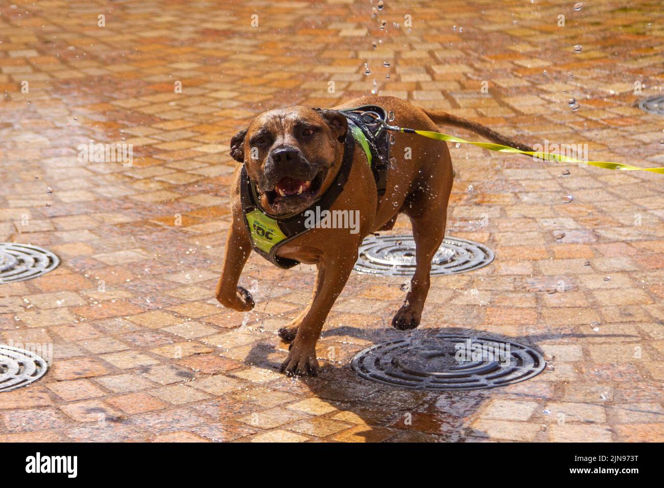 Blackpool, Lancashire.  Uk Weather.  10th August 2022. Jesse a three-year-old Staffordshire bull terrier bounds through the town centre town pulsating fountain water jets to cool off in the blistering temperatures at the coast.  The fountain is well-known for acting as a makeshift shower for local youngsters when temperatures soar during the summer.  Credit; MediaWorldImages/AlamyLive News Stock Photo