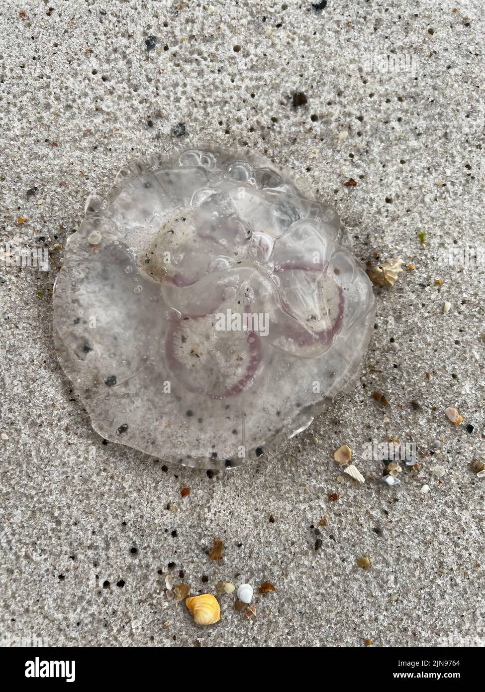 Jellyfish on land hires stock photography and images Alamy