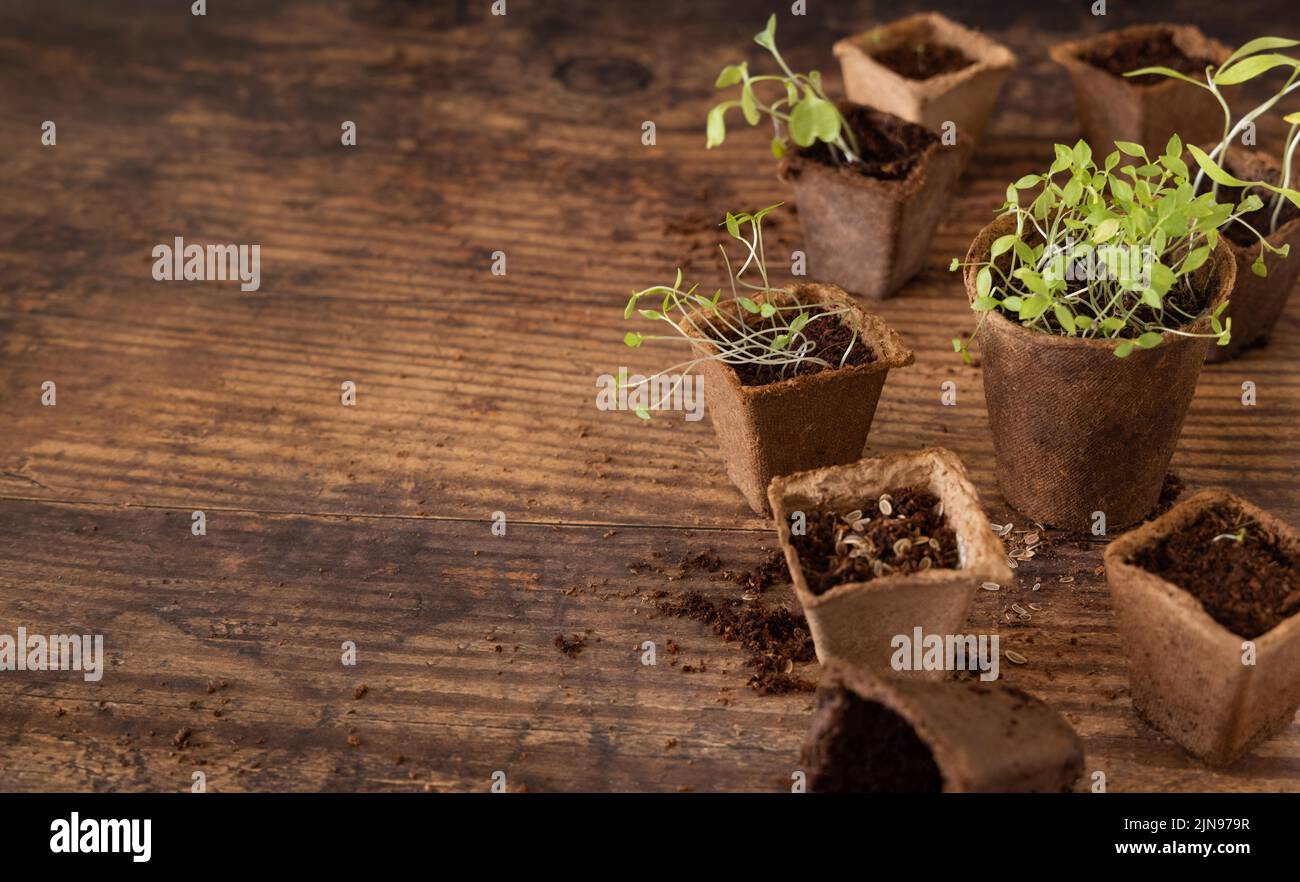 Vegetable and herbs seedlings growing in a biodegradable pots on wooden ...