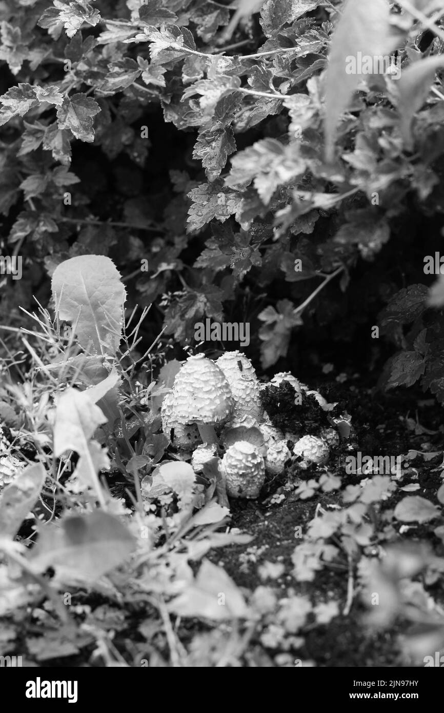 Wild mushrooms growing in the summer meadow in black and white