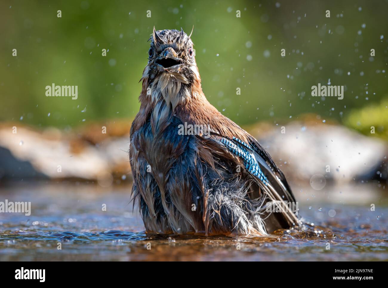 Jay Bird Corvid have a bath / washing in a reflection pool Stock Photo