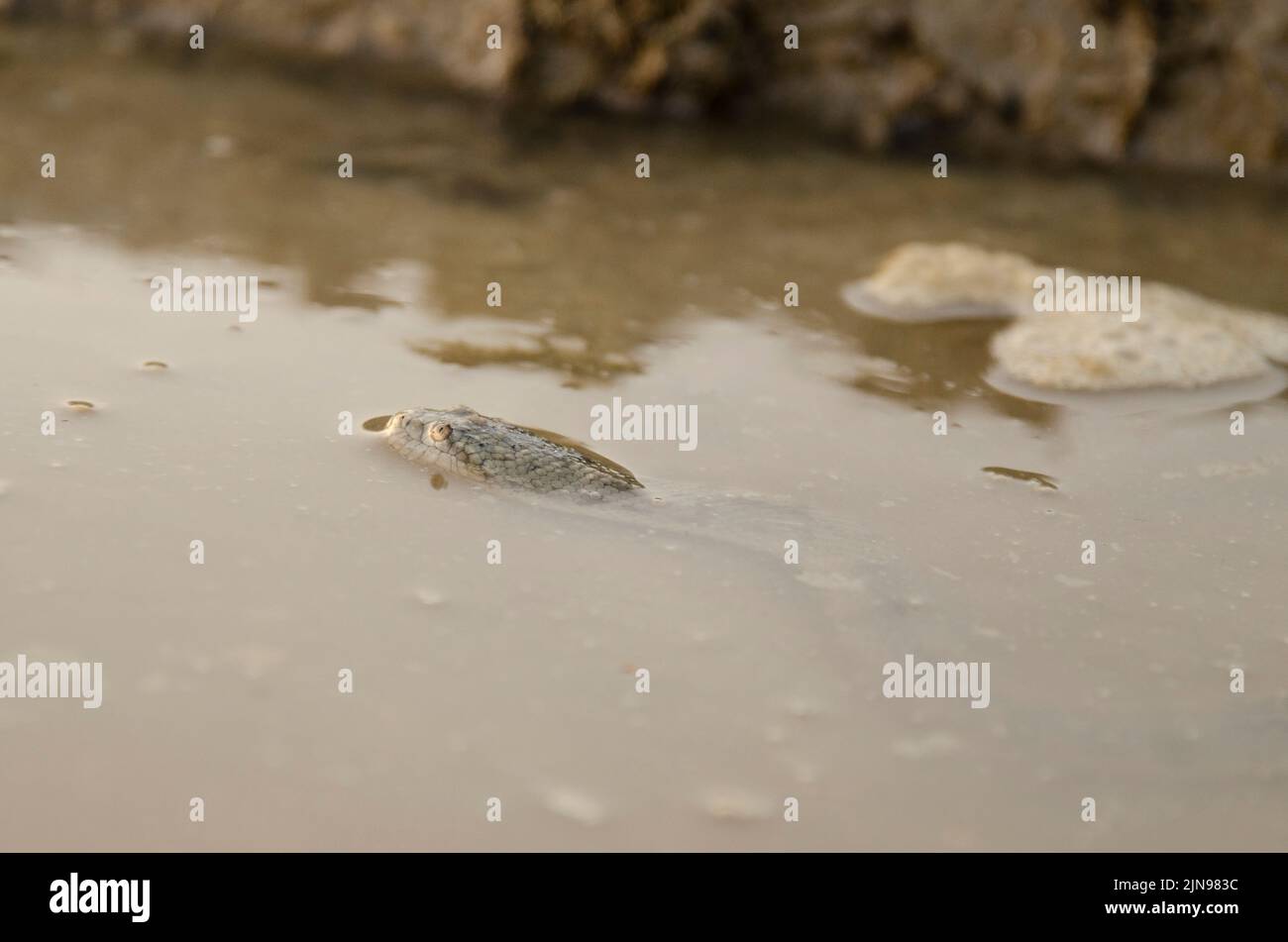 A closeup of a dice snake in a muddy puddle. Natrix tessellata. Stock Photo