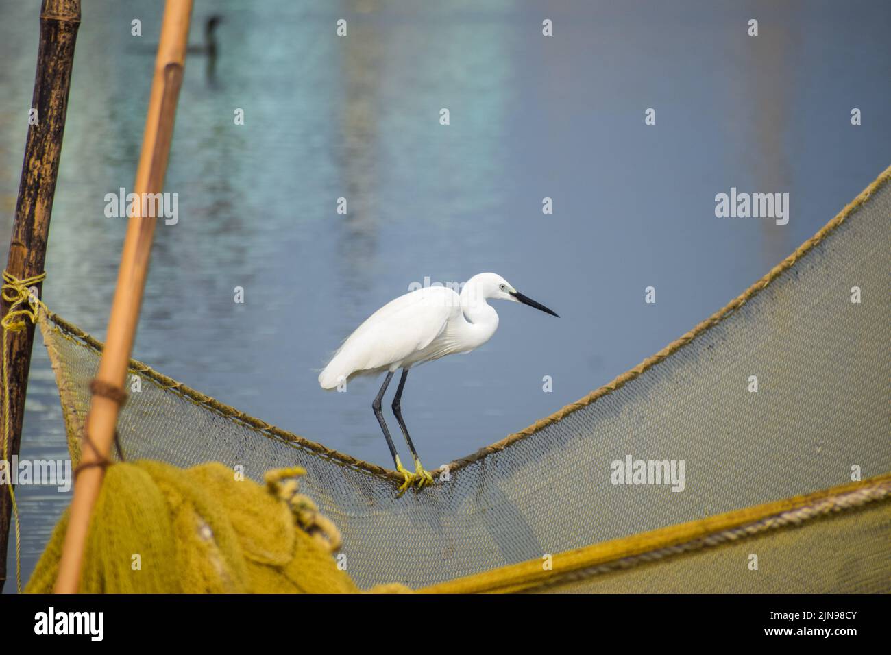 Grey heron (Ardea cinerea) perched on fishing net / fishnet / fish