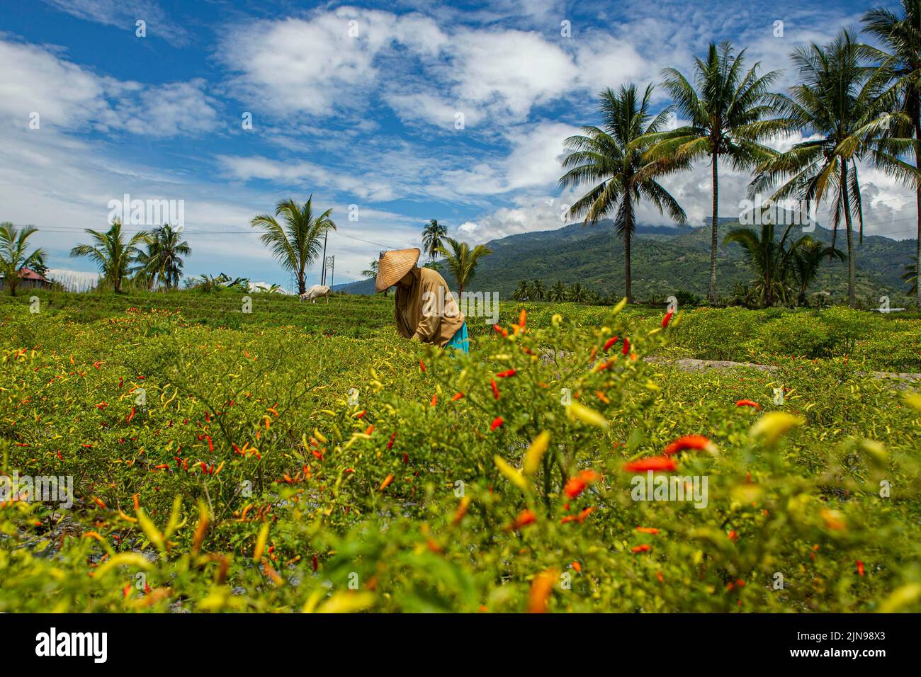 Palu, Indonesia. 10th Aug, 2022. A farmer harvests chilli at a farm in Palu, Central Sulawesi, Indonesia, Aug. 10, 2022. Credit: Opan/Xinhua/Alamy Live News Stock Photo