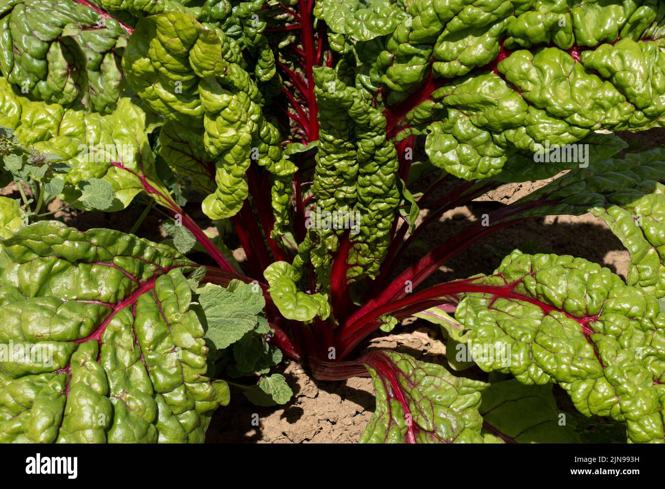 Swiss chard plant with red stems in close-up Stock Photo
