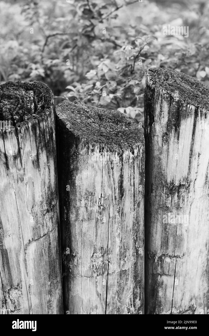 Wooden fence posts lined up as a wall in the garden in black and white