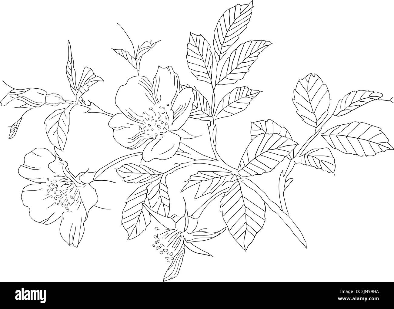 Drawing, Sakura Tree With Flowers, Vector Illustration, For Different  Design Royalty Free SVG, Cliparts, Vectors, and Stock Illustration. Image  154444957.