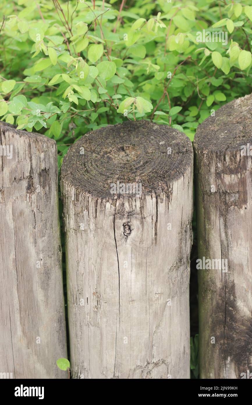 Wooden fence posts lined up as a wall in the garden Stock Photo Alamy