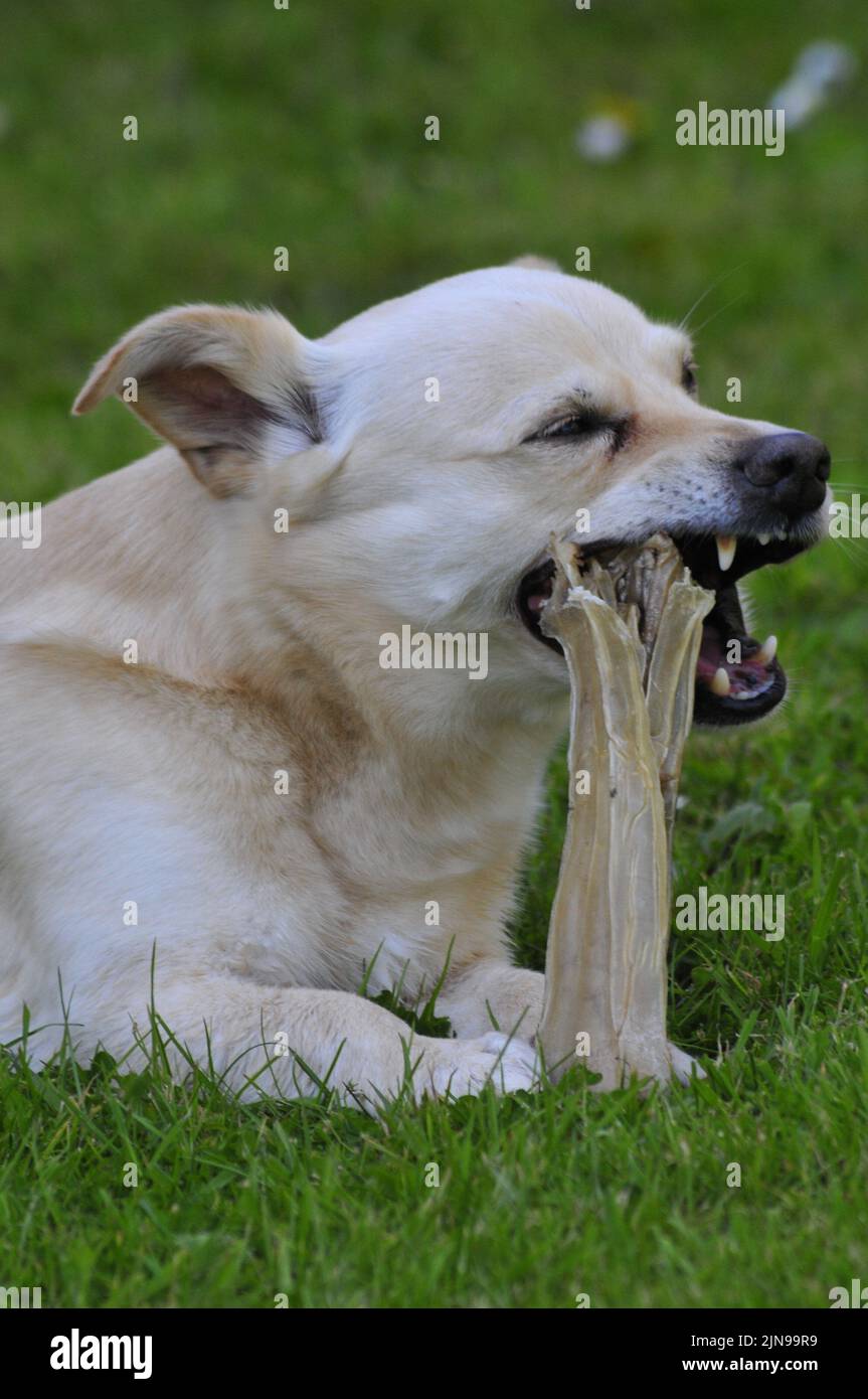 dog eating bone Stock Photo Alamy