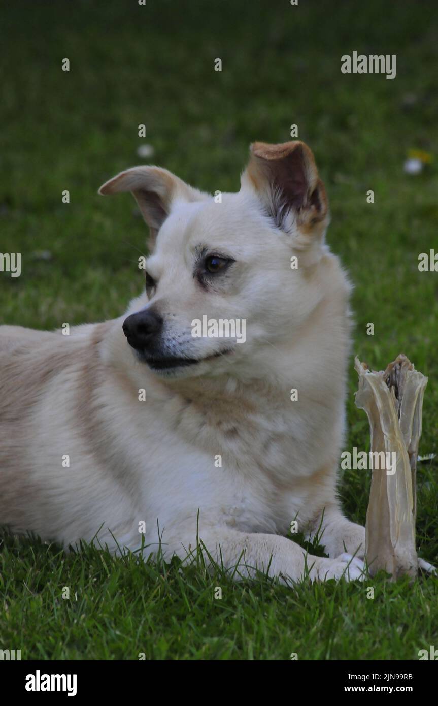 dog eating bone Stock Photo Alamy