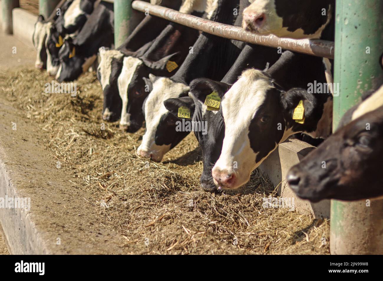 Group of young dairy cows eating and posing on a farm Stock Photo - Alamy
