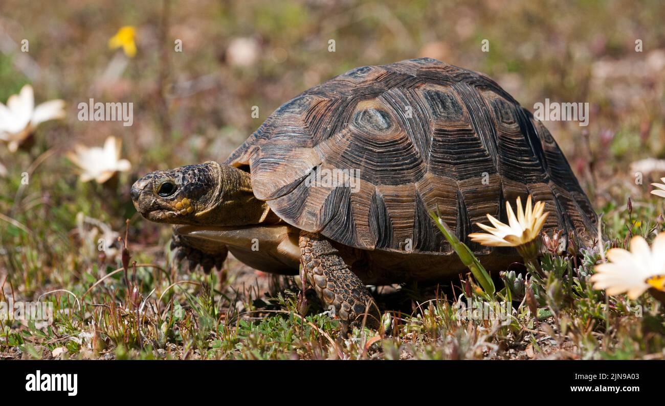 Angulate Tortoise ( Chersina angulata ) Namaqualand, South Africa Stock ...