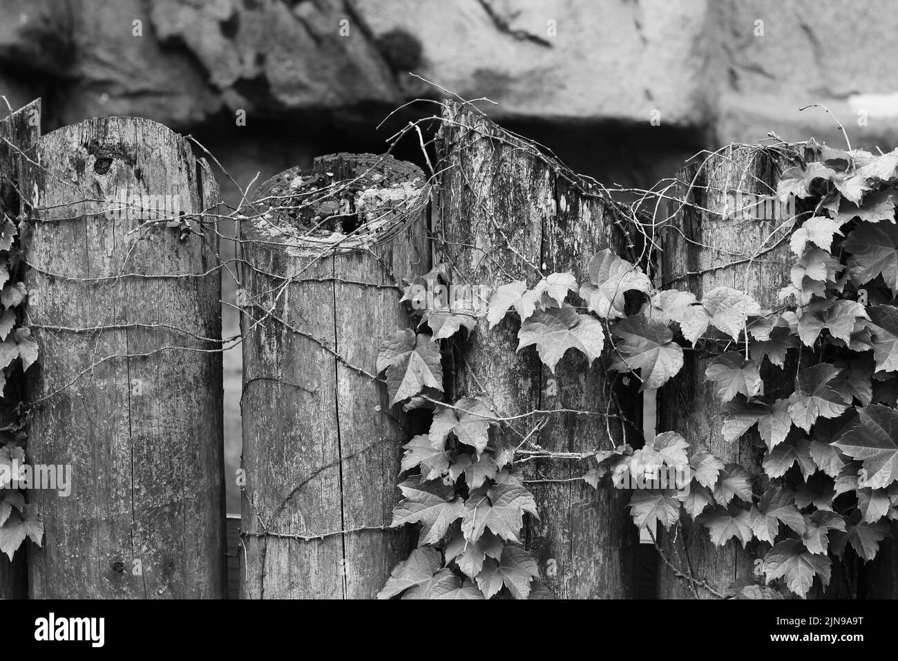 Wooden fence posts lined up as a wall in the garden in black and white