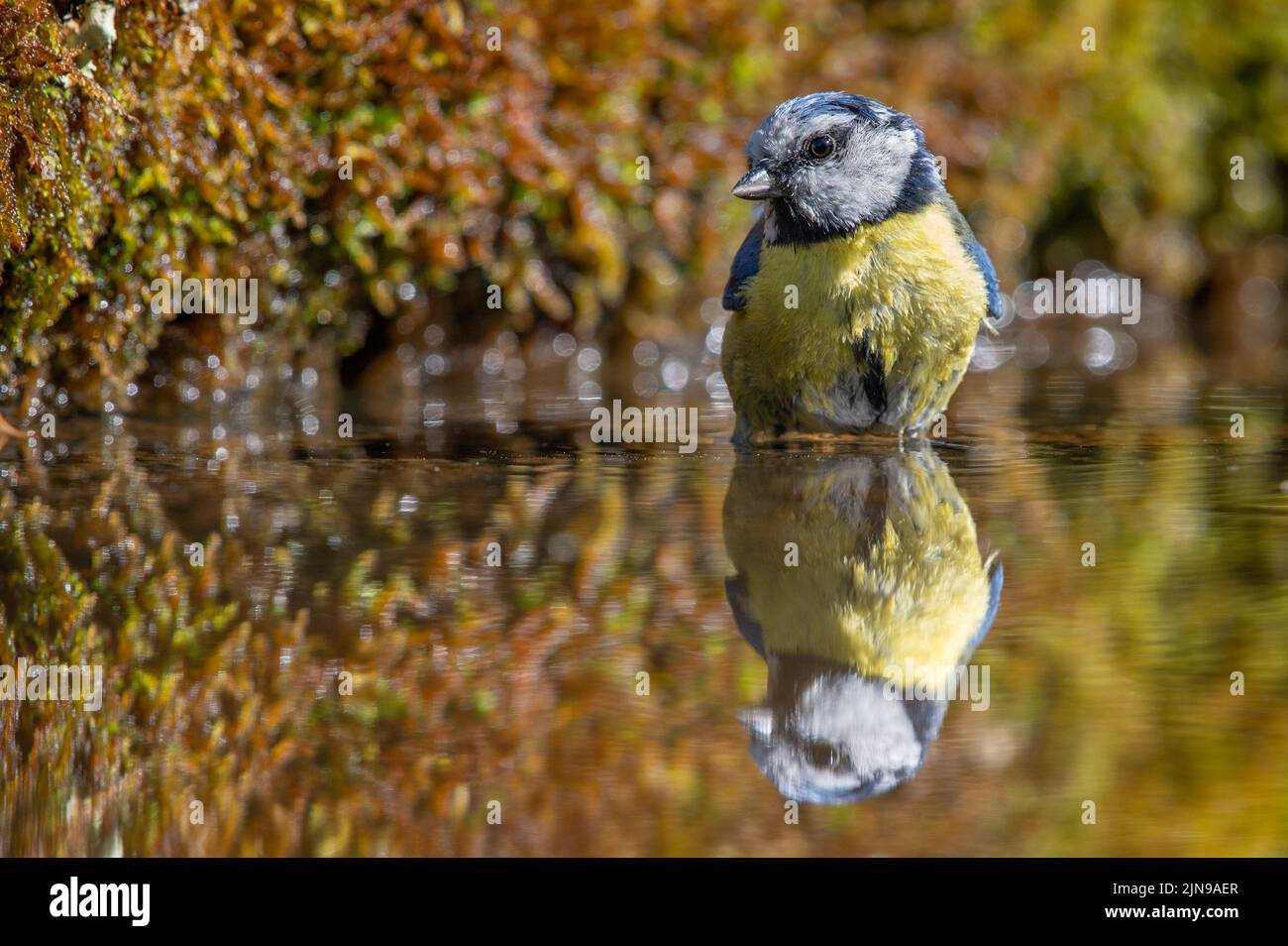 Blue Tit bird bathing in a reflection pool looking left Stock Photo - Alamy