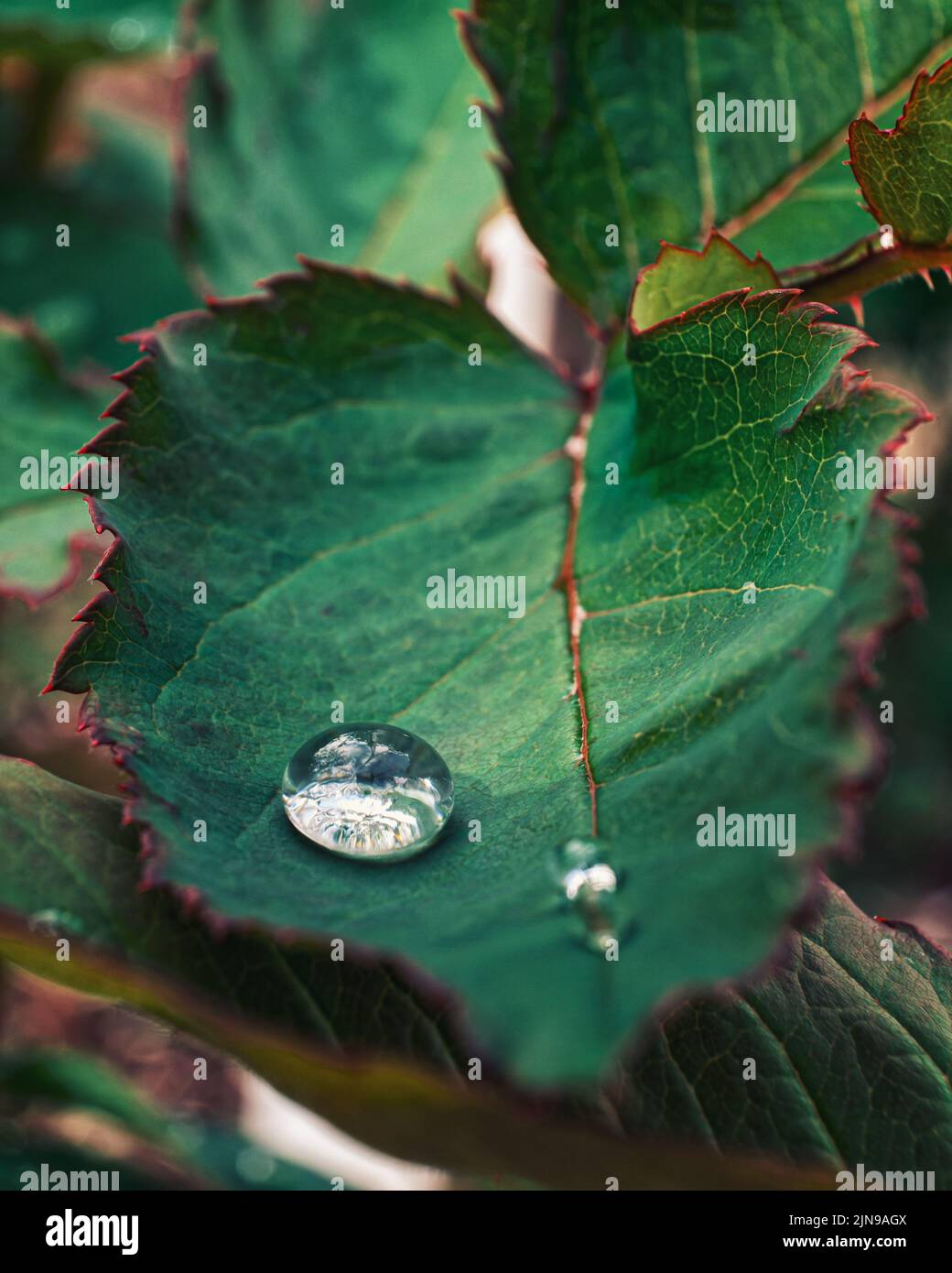 Raindrops on a Green Rose Leaf After Rain Stock Photo