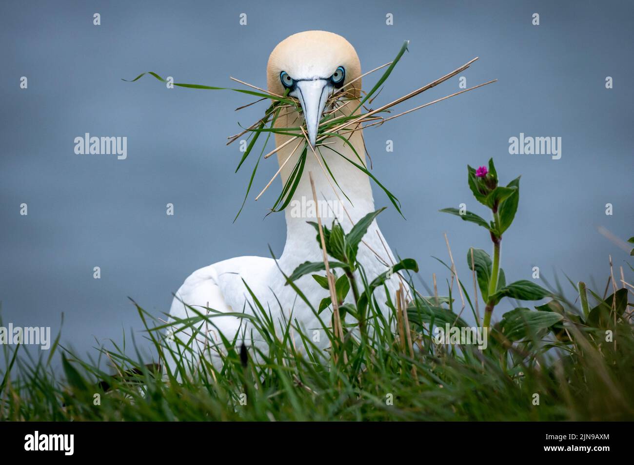 Northern Gannet nest building facing the camera with comical expression Stock Photo