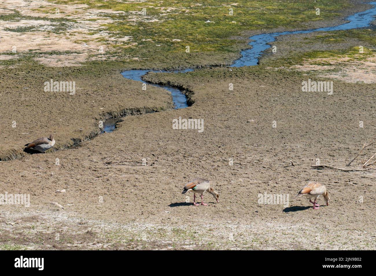 Wildfowl forage for food on the dried up foreshore of Hanningfield Reservoir, in Essex. The Met Office has issued an amber warning for extreme heat covering four days from Thursday to Sunday for parts of England and Wales as a new heatwave looms. Picture date: Wednesday August 10, 2022. Stock Photo