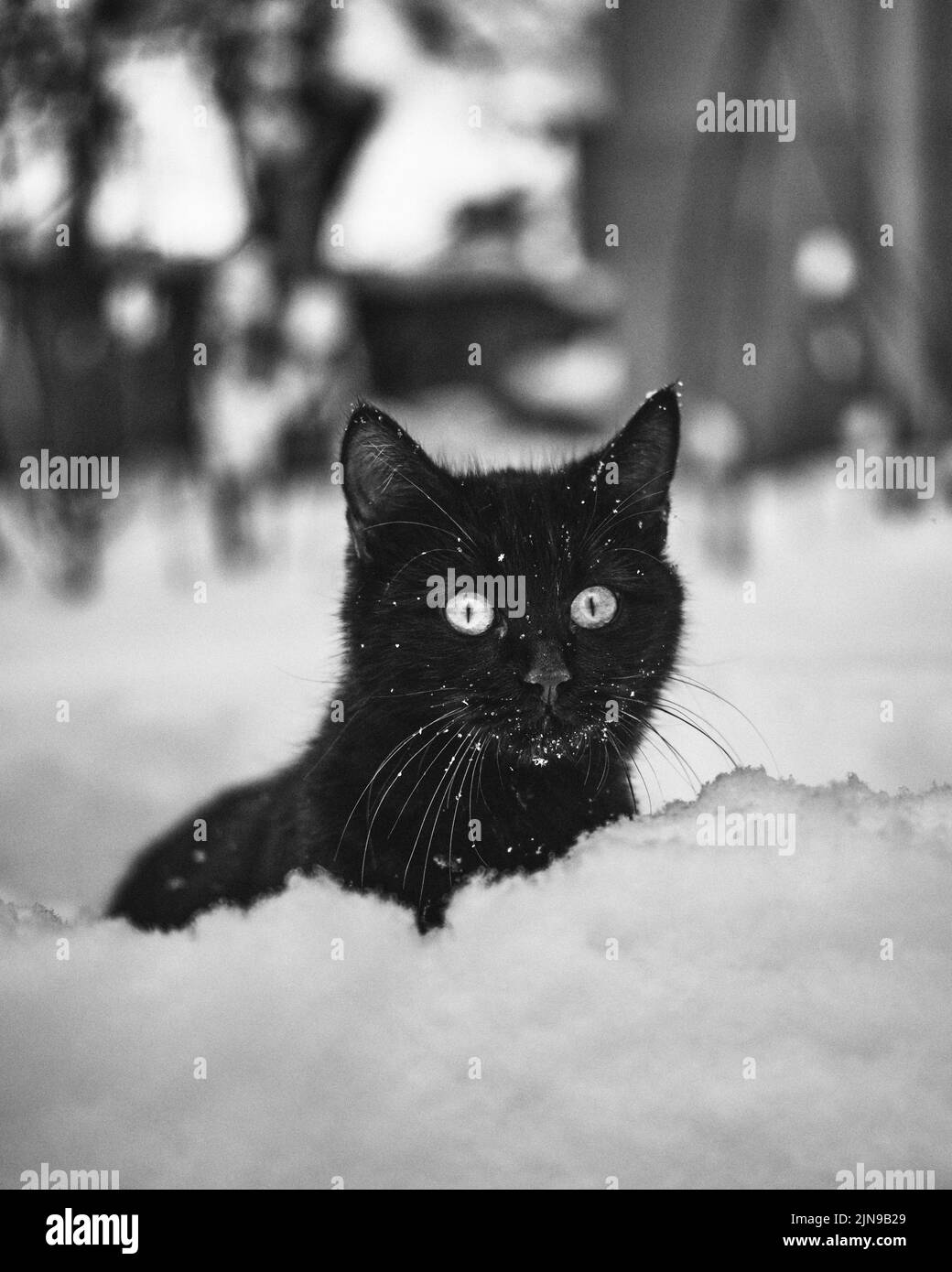 Barn cat in winter hires stock photography and images Alamy