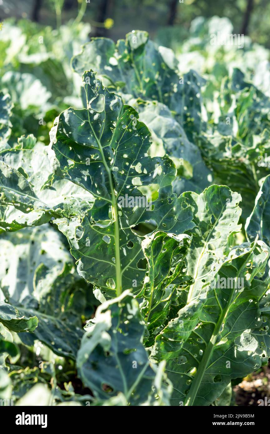 Cabbage damaged insects pests close-up, leaves cabbage in hole, eaten by larvae butterflies and caterpillars. Plant diseases Stock Photo