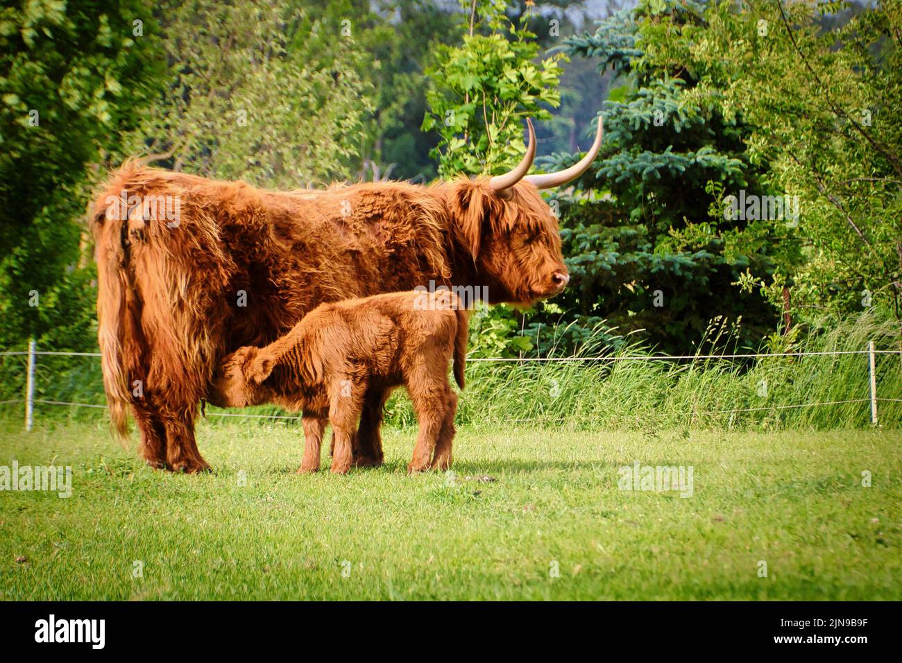 A highland cattle and calf at farm Stock Photo - Alamy