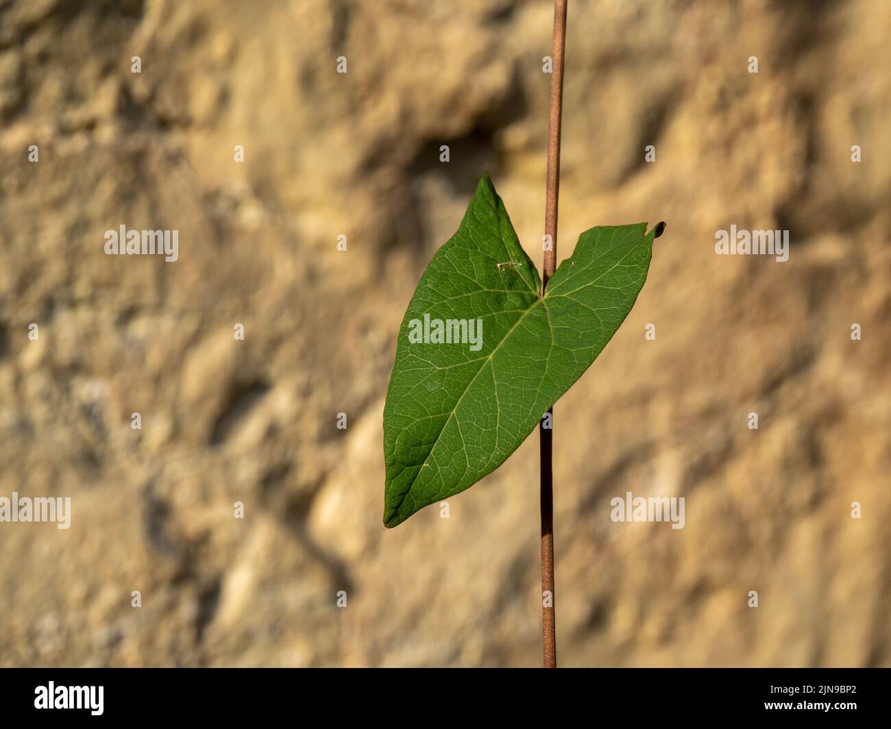 Single heart shaped leaf, probably bindweed, in front of wall. Differential focus. UK. Stock Photo