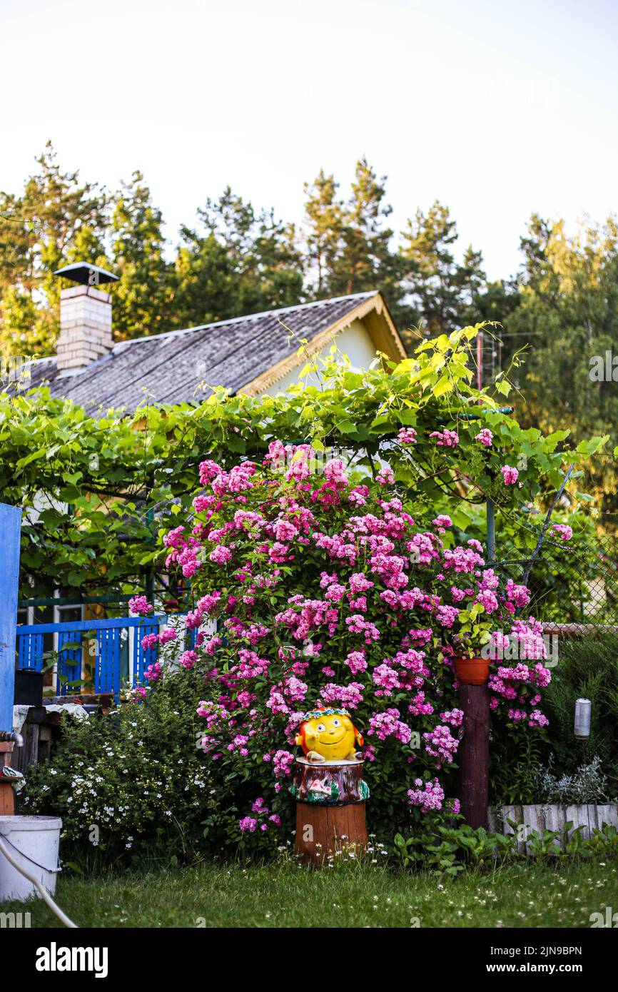 Bush with pink flowers in the garden at their summer cottage. Summer rest. Stock Photo