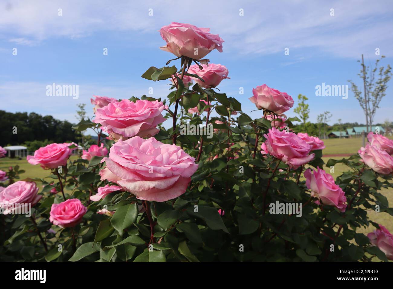 Early Summer pink Rose Nagaoka Japan Stock Photo Alamy