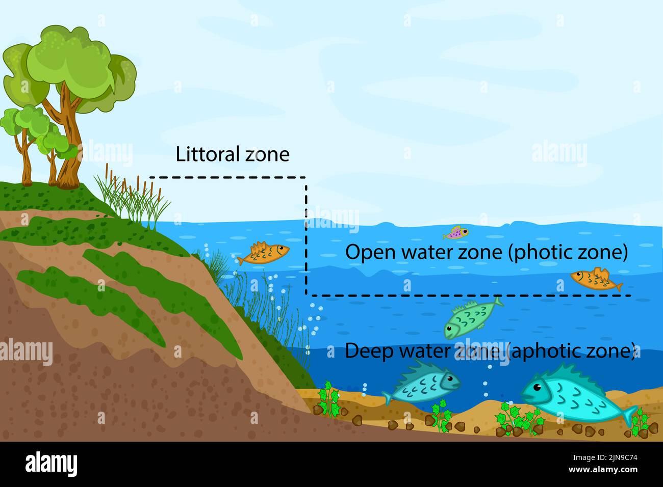 Lake ecosystem.Zonation in lake water infographic.Freshwater pond zones diagram.Lake ecosystems division into littoral, pen water and deep water zones Stock Vector