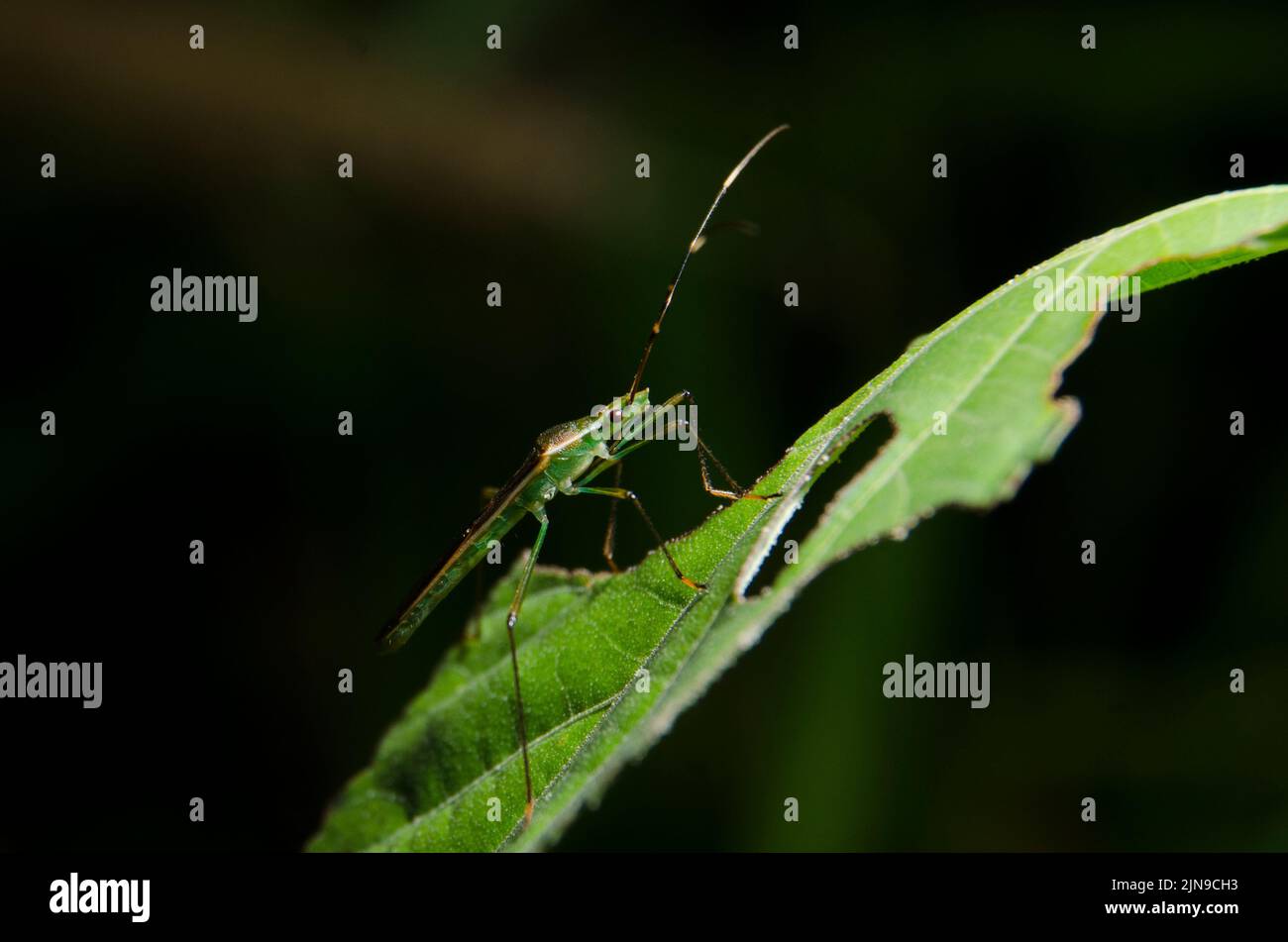 A closeup of Leptocorisa acuta, the paddy earhead bug on a plant. Stock Photo