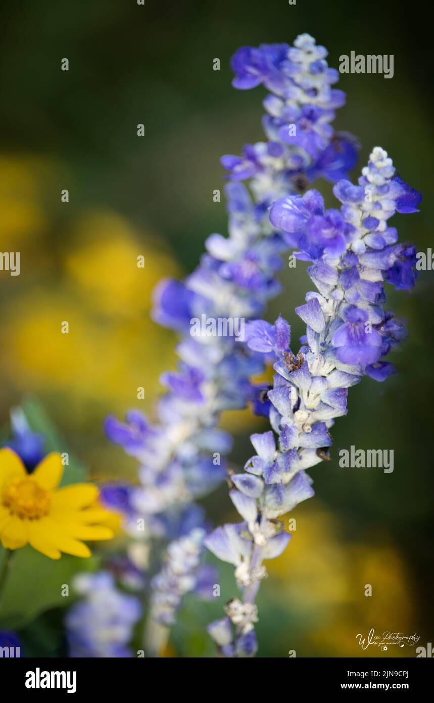 Two purple lavender flower spikes, Lavendula spica, on a lush green and yellow blurred background in spring, summer, or fall, Lancaster, Pennsylvania Stock Photo