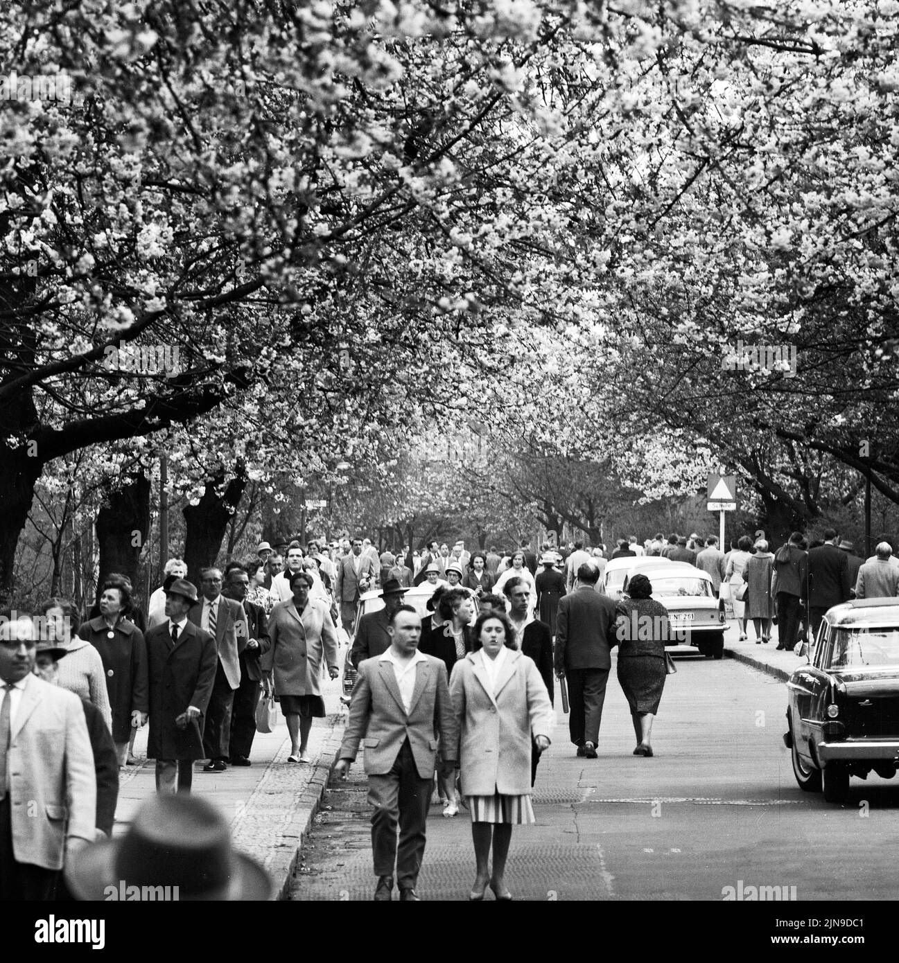 Original-Bildunterschrift: Die Berliner strömten zur Baumblüte - Wenn auch das Wetter zu wünschen übrig ließ, ließen sich die naturfreudigen Berliner 'ihre' Baumblüte in Britz nich tentgehen und strömten in Scharen, Berlin, Deutschland 1961. Stock Photo