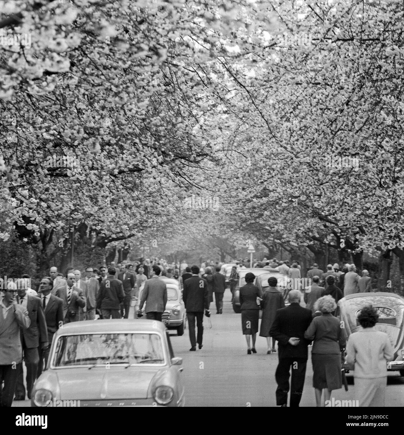 Original-Bildunterschrift: Die Berliner strömten zur Baumblüte - Wenn auch das Wetter zu wünschen übrig ließ, ließen sich die naturfreudigen Berliner 'ihre' Baumblüte in Britz nich tentgehen und strömten in Scharen, Berlin, Deutschland 1961. Stock Photo