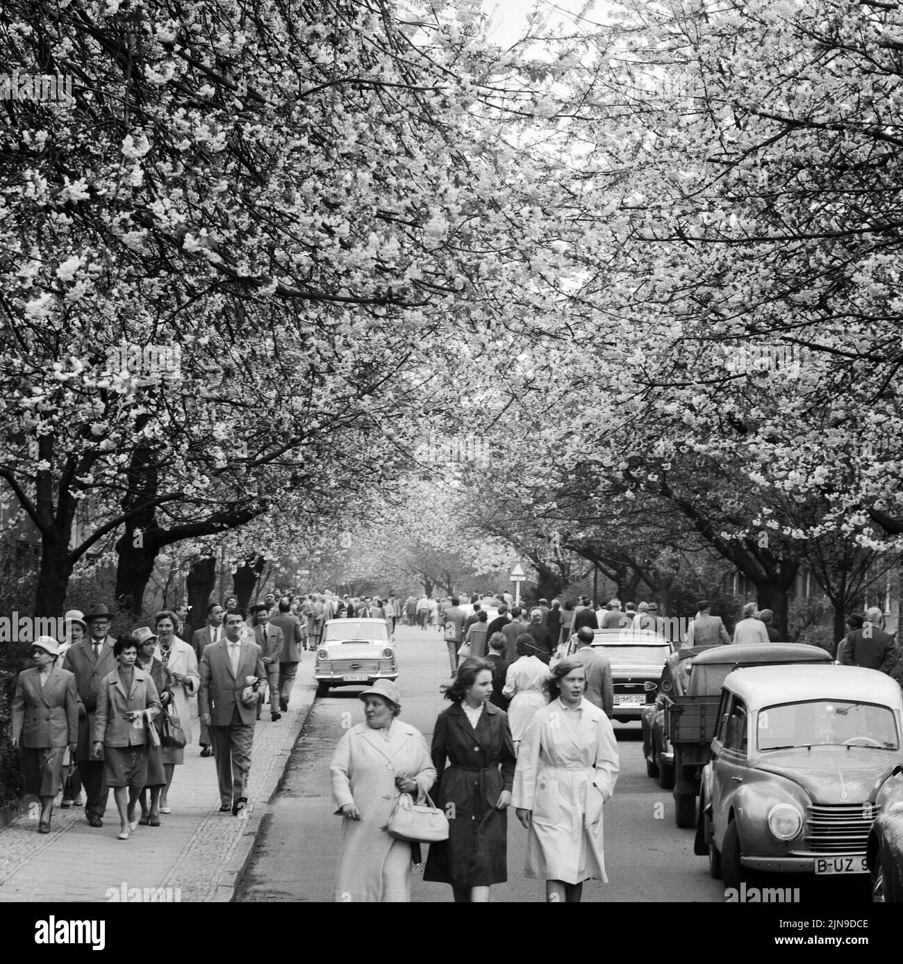 Original-Bildunterschrift: Die Berliner strömten zur Baumblüte - Wenn auch das Wetter zu wünschen übrig ließ, ließen sich die naturfreudigen Berliner 'ihre' Baumblüte in Britz nich tentgehen und strömten in Scharen, Berlin, Deutschland 1961. Stock Photo