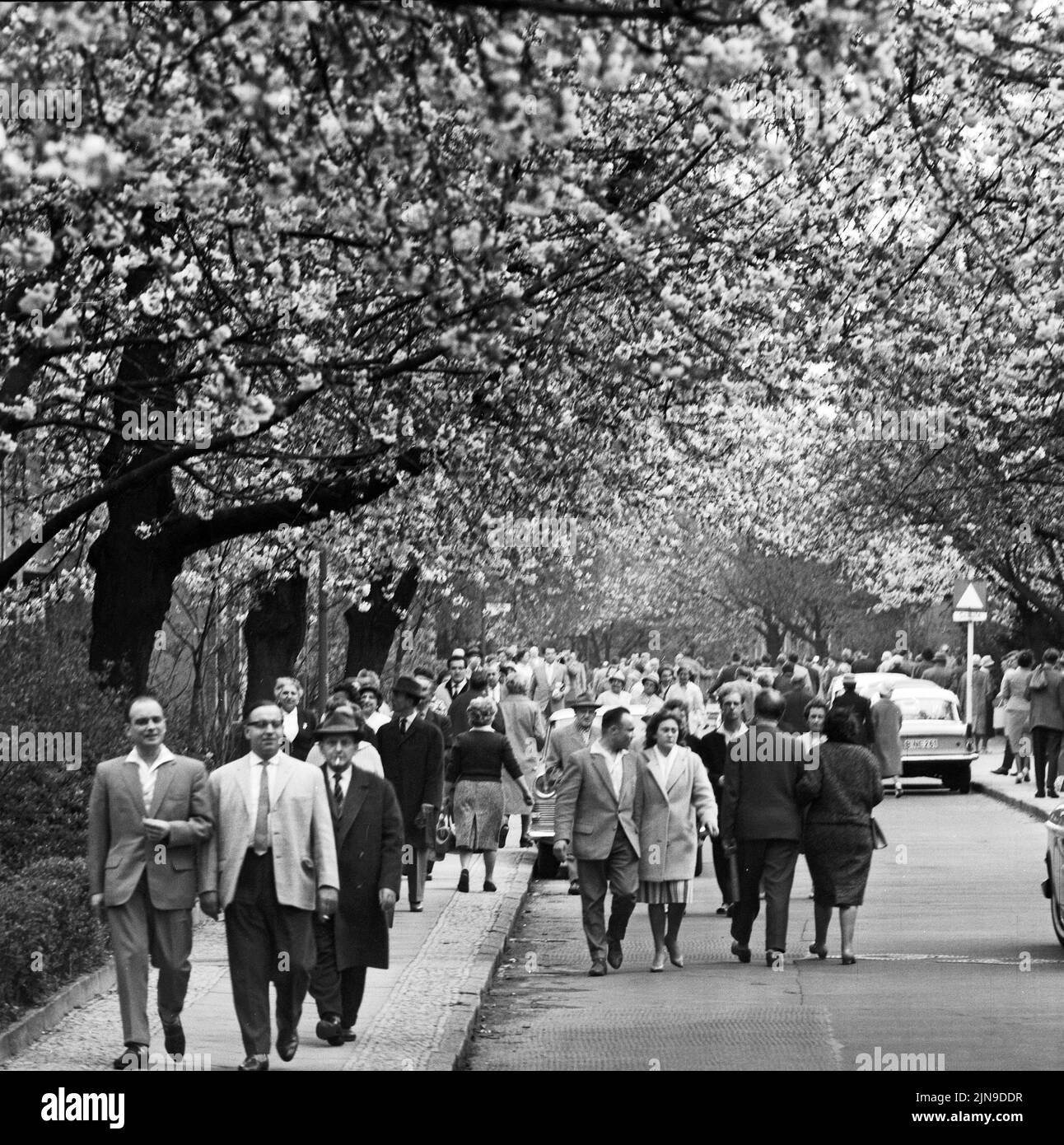 Original-Bildunterschrift: Die Berliner strömten zur Baumblüte - Wenn auch das Wetter zu wünschen übrig ließ, ließen sich die naturfreudigen Berliner 'ihre' Baumblüte in Britz nich tentgehen und strömten in Scharen, Berlin, Deutschland 1961. Stock Photo