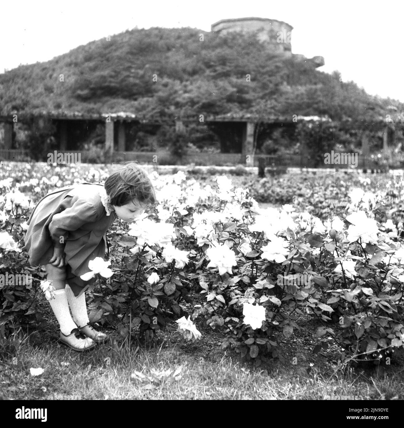 Original-Bildunterschrift: Die Rosen stehen in voller Blüte in der Parkanlage am Fuße des Bunkerbergs am Humboldthain, Berlin, Deutschland 1955. Stock Photo