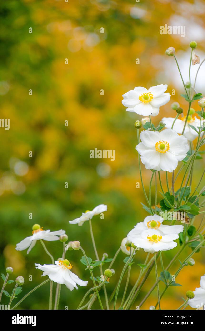White Japanese anemones framing the blurred autumn foliage in the background. Stock Photo