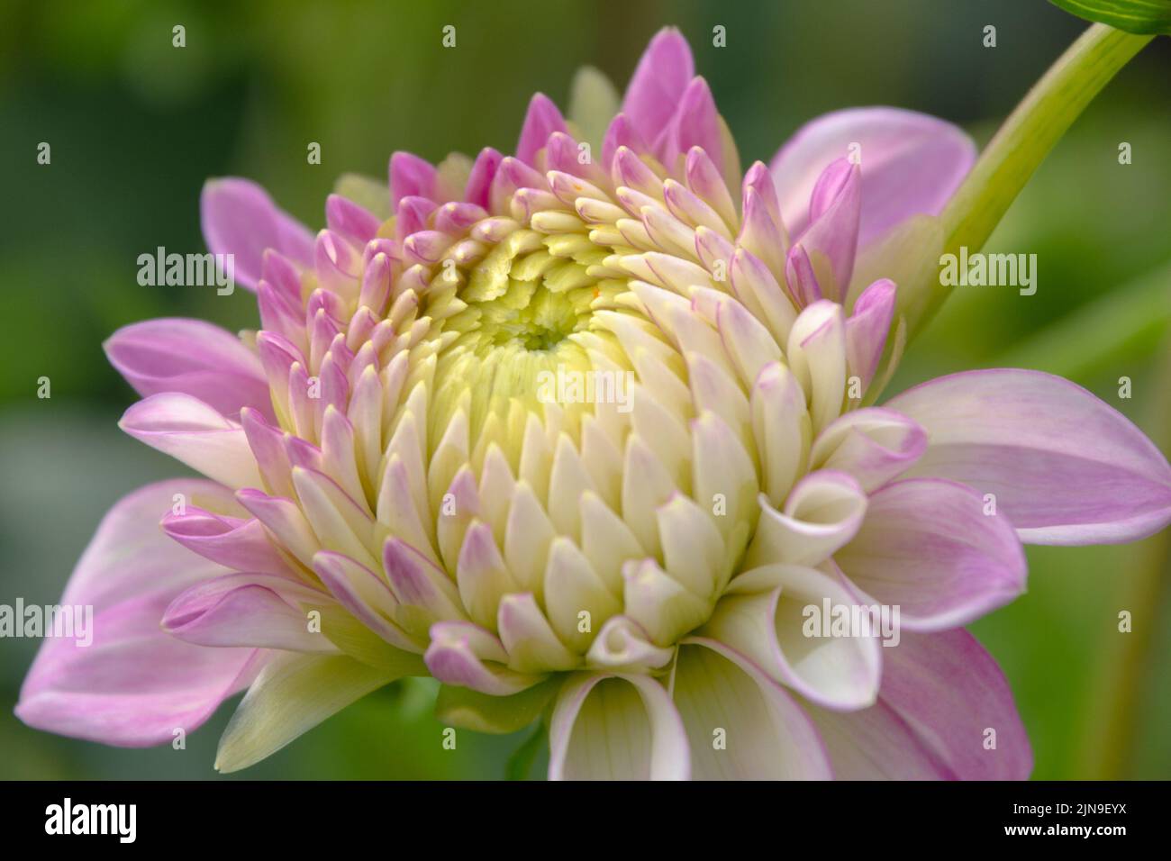 Close-up of a pink and white dahlia bloom about to open Stock Photo - Alamy