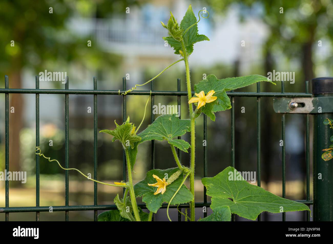 Cucumber plant with tendrils attached to the fence in the city garden Stock Photo