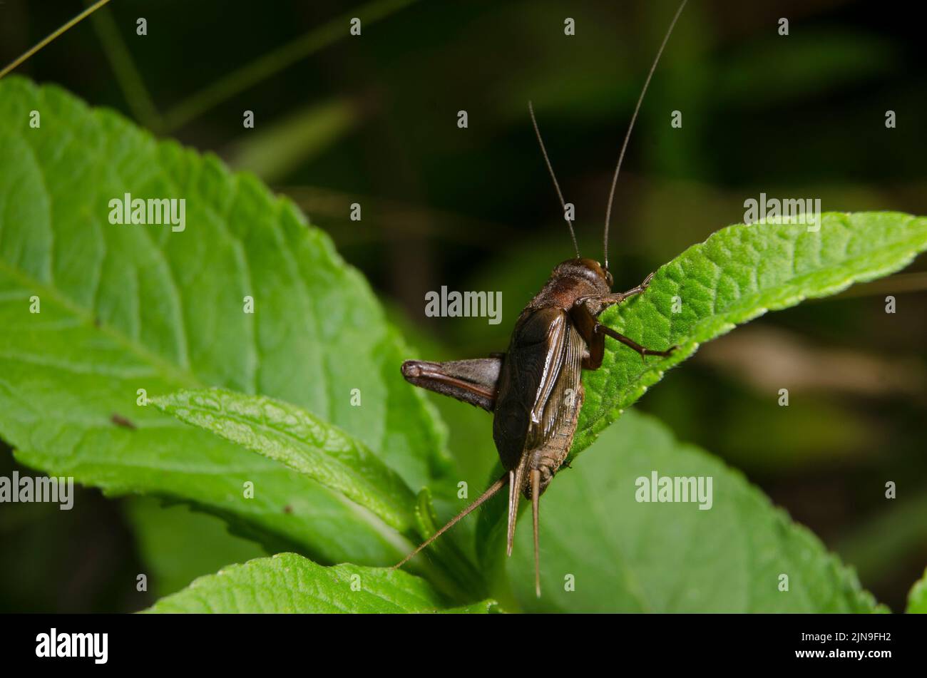 A closeup of Acheta domesticus, the house cricket, on a plant. Stock Photo