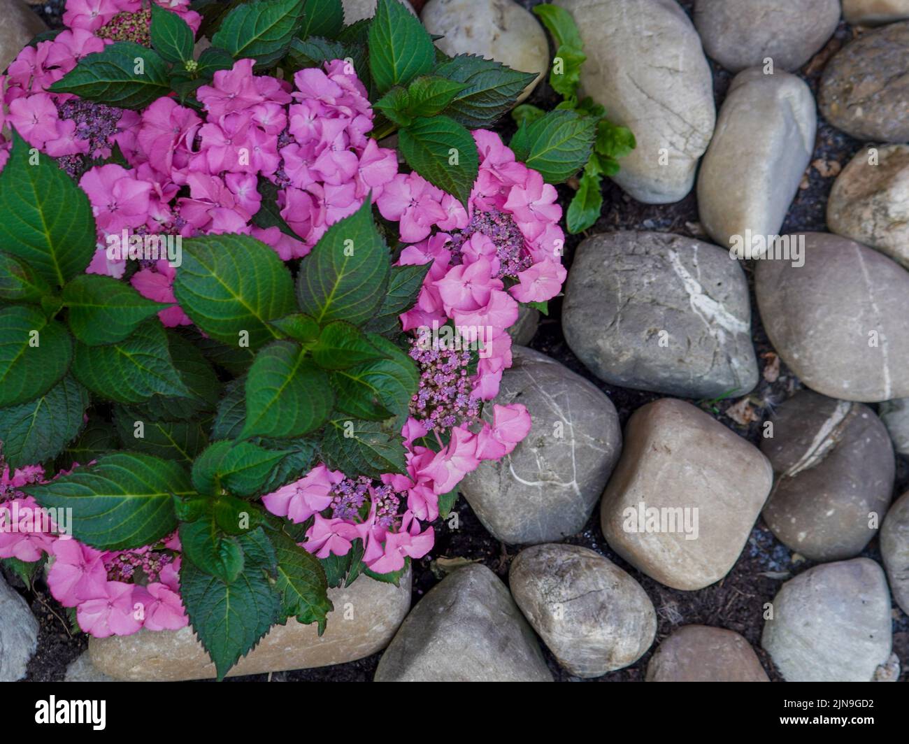 White rock garden hi-res stock photography and images - Alamy